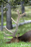 Wapiti (Cervus canadensis)