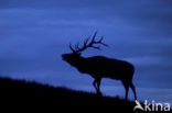 Wapiti (Cervus canadensis)