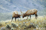 Wapiti (Cervus canadensis)