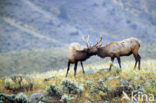 Wapiti (Cervus canadensis)