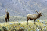 Wapiti (Cervus canadensis)