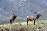 Wapiti (Cervus canadensis)