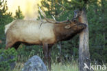 Wapiti (Cervus canadensis)