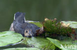 Common Moorhen (Gallinula chloropus)