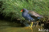 Waterhoen (Gallinula chloropus)