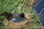 Waterhoen (Gallinula chloropus)