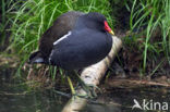 Waterhoen (Gallinula chloropus)