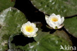 Waterlily (Nymphaea spec.)