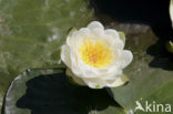 Waterlily (Nymphaea spec.)