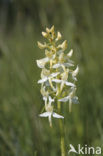 Welriekende nachtorchis (Platanthera bifolia) 