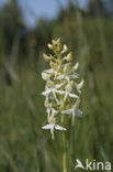 Welriekende nachtorchis (Platanthera bifolia) 