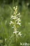 Welriekende nachtorchis (Platanthera bifolia) 