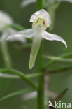 Welriekende nachtorchis (Platanthera bifolia) 