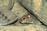 House Mouse (Mus domesticus)