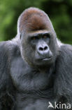 Westelijke laaglandgorilla (Gorilla gorilla gorilla)