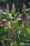 Virginian Pokeweed (Phytolacca americana)