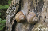 Wijngaardslak (Helix pomatia) 