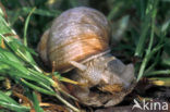 Wijngaardslak (Helix pomatia) 