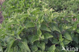 Cat-mint (Nepeta cataria)
