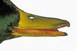 Mallard