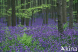 Bluebell (Scilla non-scripta)