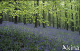 Bluebell (Scilla non-scripta)