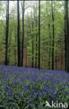Bluebell (Scilla non-scripta)