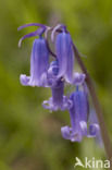 Bluebell (Scilla non-scripta)