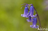Bluebell (Scilla non-scripta)