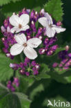 Perennial Honesty (Lunaria rediviva)