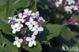 Wilde judaspenning (Lunaria rediviva)