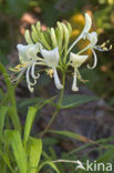 Honeysuckle (Lonicera periclymenum)