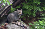 Wildcat (Felis silvestris)