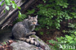 Wilde kat (Felis silvestris) 