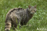 Wilde kat (Felis silvestris) 