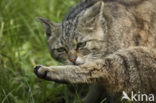 Wilde kat (Felis silvestris) 