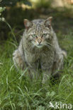 Wilde kat (Felis silvestris) 