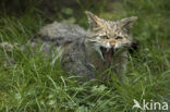 Wildcat (Felis silvestris)