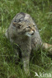 Wilde kat (Felis silvestris) 