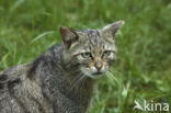 Wilde kat (Felis silvestris) 