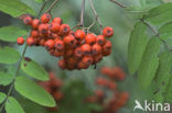 Wilde lijsterbes (Sorbus aucuparia)