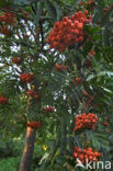 Wilde lijsterbes (Sorbus aucuparia)