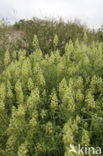 Yellow Cut-leaved Mignonette (Reseda lutea)