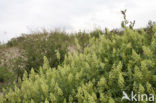 Yellow Cut-leaved Mignonette (Reseda lutea)