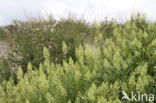 Yellow Cut-leaved Mignonette (Reseda lutea)