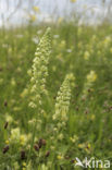 Yellow Cut-leaved Mignonette (Reseda lutea)