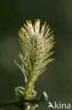 Willow (Salix)