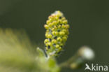 Willow (Salix)
