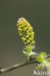 Willow (Salix)