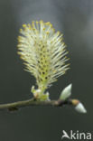 Willow (Salix)